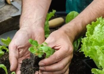BSc Agriculture equips you with the knowledge and skills to start your own agricultural enterprise