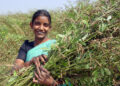 Pioneering Pigeonpea Project Unveiled in India