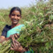 Pioneering Pigeonpea Project Unveiled in India