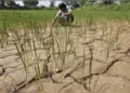 El Niño leads to warm weather on the Indian subcontinent in the winter season and dry, inadequate monsoons in the summers. It further impacts agriculture and can even lead to a drought-like scenario and loss of crops. Read more at: https://economictimes.indiatimes.com/news/how-to/how-el-nino-may-impact-agriculture-and-monsoon-this-year/articleshow/100787045.cms?utm_source=contentofinterest&utm_medium=text&utm_campaign=cppst