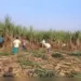 Cabinet increases fair and remunerative prices for sugarcane to Rs 315/qtl, okays PM PRANAM, urea subsidy scheme
