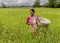 How to put Indian agriculture back on growth path