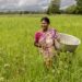 How to put Indian agriculture back on growth path