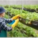 India's horticulture sector holds untapped potential despite challenges