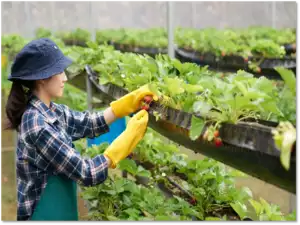 India's horticulture sector holds untapped potential despite challenges