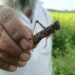Survey reveals India free from locusts as farmers sow Kharif crops
