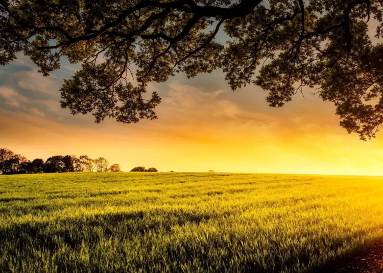 India to Showcase Agricultural Heritage as Host of 20th Congress of International Agricultural Museums in October