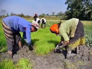 India’s summer crops sowing marginally lower at 70.3 lakh hectare
