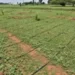 Currently, approximately 17 per cent of the agricultural land in Maharashtra is under micro irrigation. Read more at: https://economictimes.indiatimes.com/news/economy/agriculture/is-india-in-step-to-develop-a-sustainable-agricultural-future-as-envisioned-in-cop27/articleshow/97460358.cms?utm_source=contentofinterest&utm_medium=text&utm_campaign=cppst