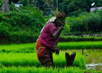 Scope of BSc Agriculture in India | Higher studies and career options