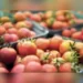 Tomato shoots above Rs 100: Why prices are turning red hot