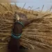 India's wheat output may set new record of over 112 lakh tonnes in 2022-23: Govt officials