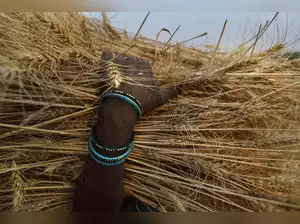 India's wheat output may set new record of over 112 lakh tonnes in 2022-23: Govt officials