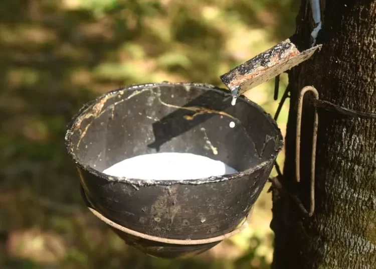 India's production of rubber is falling behind demand