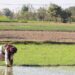 Farmers To Get Rs 300000 Loan At 4 Per Cent Under Kisan Credit Card Scheme