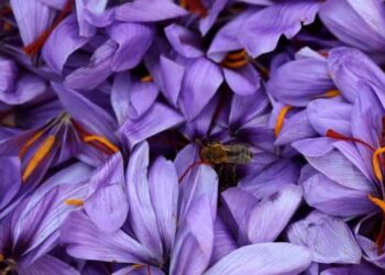 Kashmiri Saffron: Why is it so expensive, and how has the market revived?