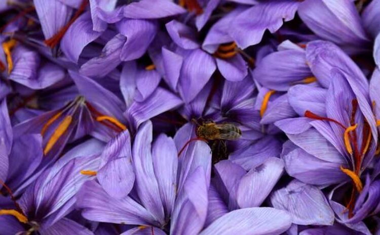 Kashmiri Saffron: Why is it so expensive, and how has the market revived?