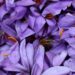 Kashmiri Saffron: Why is it so expensive, and how has the market revived?