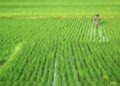 Commodity-wise, rice sowing is at 180.20 lakh hectare, as against 175.47 lakh hectare same period last year