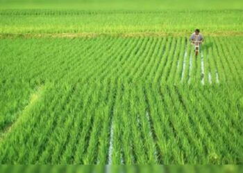 Commodity-wise, rice sowing is at 180.20 lakh hectare, as against 175.47 lakh hectare same period last year