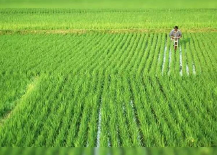 Commodity-wise, rice sowing is at 180.20 lakh hectare, as against 175.47 lakh hectare same period last year