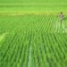 Commodity-wise, rice sowing is at 180.20 lakh hectare, as against 175.47 lakh hectare same period last year