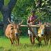 Suriname woos Indian agri firms to boost farming