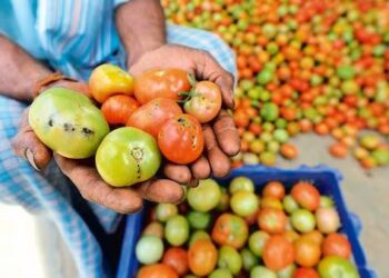 Agriculture ministry in talks to take over tomato, onion, potato scheme