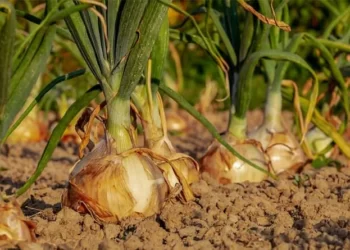 Efficiency and Sustainability: How Technology is Reshaping Agriculture and Food Processing in India