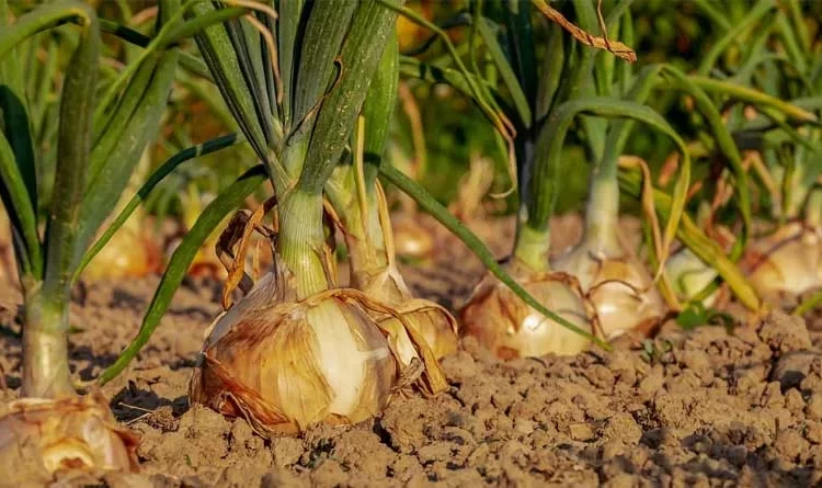 Efficiency and Sustainability: How Technology is Reshaping Agriculture and Food Processing in India