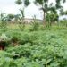 How to cut agriculture’s emissions to achieve a just transition