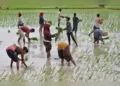 Farm labourers plant rice saplings in a field on the outskirts of Ahmedabad, India, July 21, 2023. REUTER