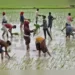 Farm labourers plant rice saplings in a field on the outskirts of Ahmedabad, India, July 21, 2023. REUTER