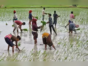 Farm labourers plant rice saplings in a field on the outskirts of Ahmedabad, India, July 21, 2023. REUTER
