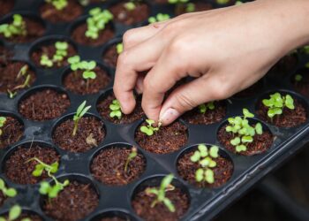 Explained: How D2C Organic Farming Is Also Empowering Local Communities