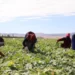Annual growth in agriculture input costs slows