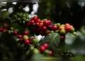 India to host World Coffee Conference for first time in September
