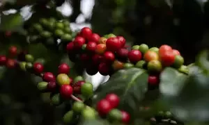India to host World Coffee Conference for first time in September