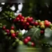 India to host World Coffee Conference for first time in September