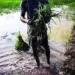 Govt launches digital crop survey in 12 states on pilot basis