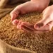 India wheat prices jump to 6-month high on demand, limited supply
