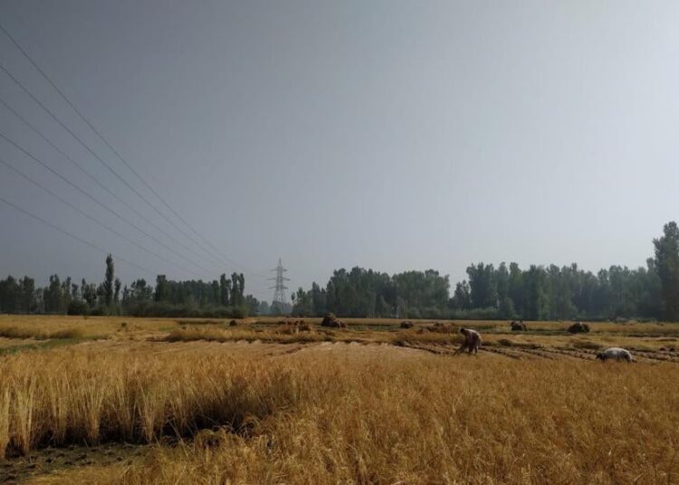 Climate Change Leading to Erratic Agriculture in India