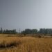 Climate Change Leading to Erratic Agriculture in India