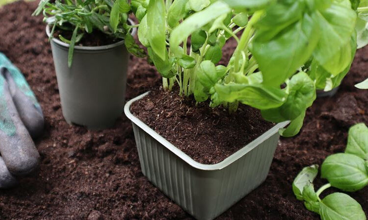 Bioplastics Manufacturer Gaia Biomaterials Secure $5 Million Rights Issue.