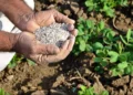 Agricultural sustainability: The role of bio-fertilizers in circular economy