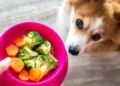 New Research Increases Confidence in the Benefits of Vegan Diets for Dogs