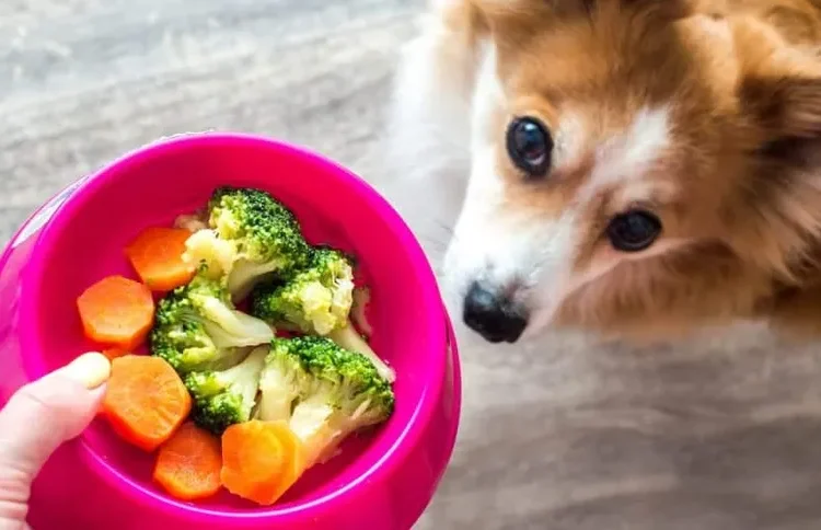 New Research Increases Confidence in the Benefits of Vegan Diets for Dogs