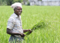 AgriBee Seeds Pvt Ltd: Cultivating Innovation, Empowering Farmers Nationwide