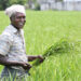 AgriBee Seeds Pvt Ltd: Cultivating Innovation, Empowering Farmers Nationwide
