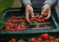 Germany Faces Worst Strawberry Harvest in Three Decades